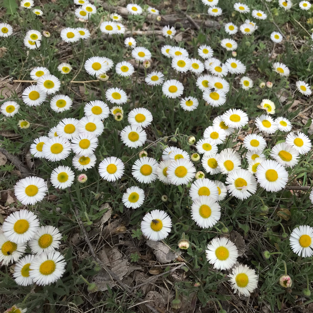 Erigeron divergens in the GardenTags plant encyclopedia Spreading Fleabane in the GardenTags plant encyclopedia