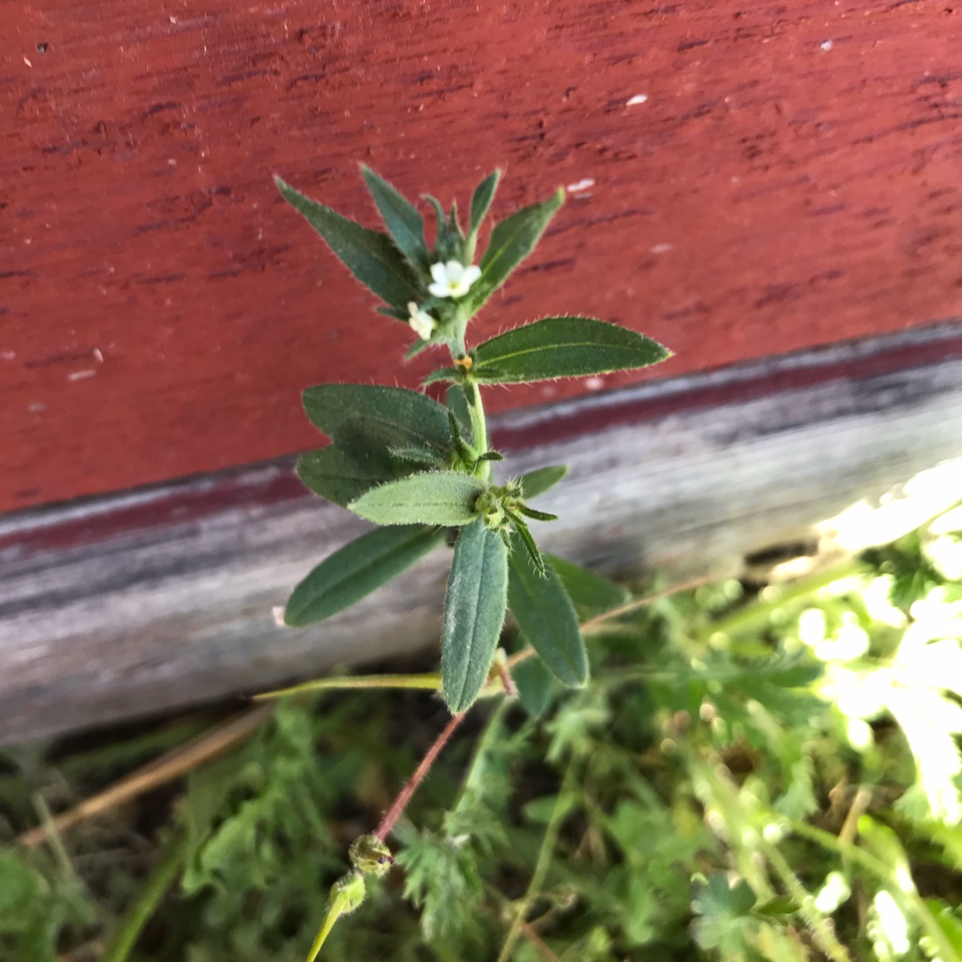 Lithospermum arvense in the GardenTags plant encyclopedia Corn Gromwell in the GardenTags plant encyclopedia
