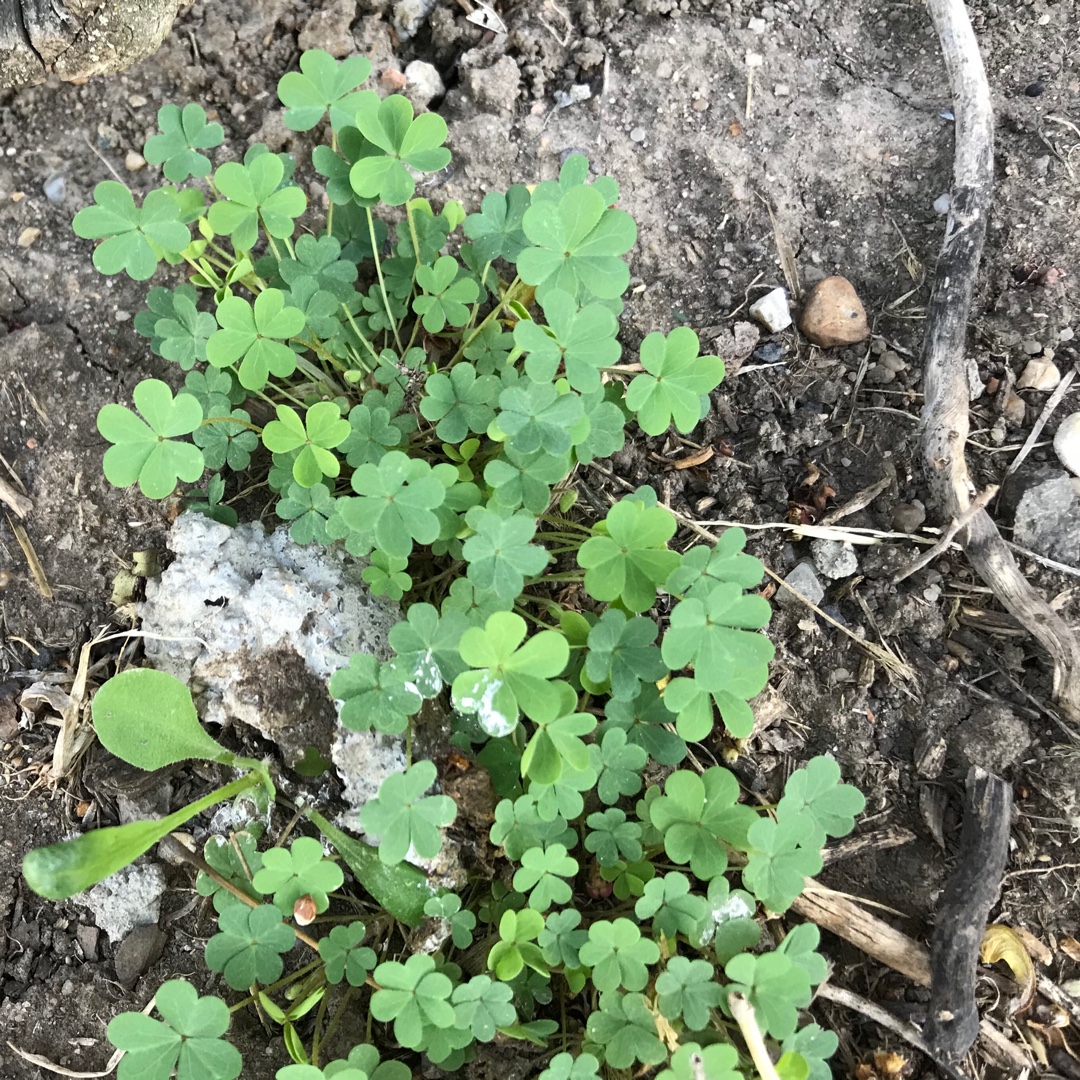 Oxalis dillenii in the GardenTags plant encyclopedia Slender Yellow Woodsorrel in the GardenTags plant encyclopedia