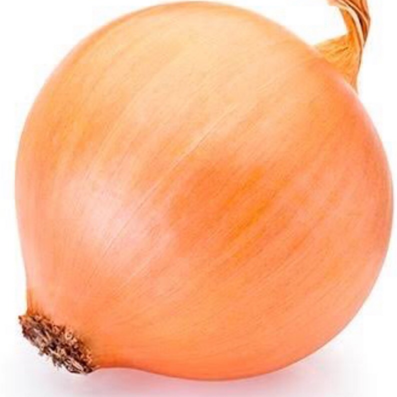 Allium cepa (Cepa Group) Australian Brown in the GardenTags plant encyclopedia Onion Australian Brown in the GardenTags plant encyclopedia
