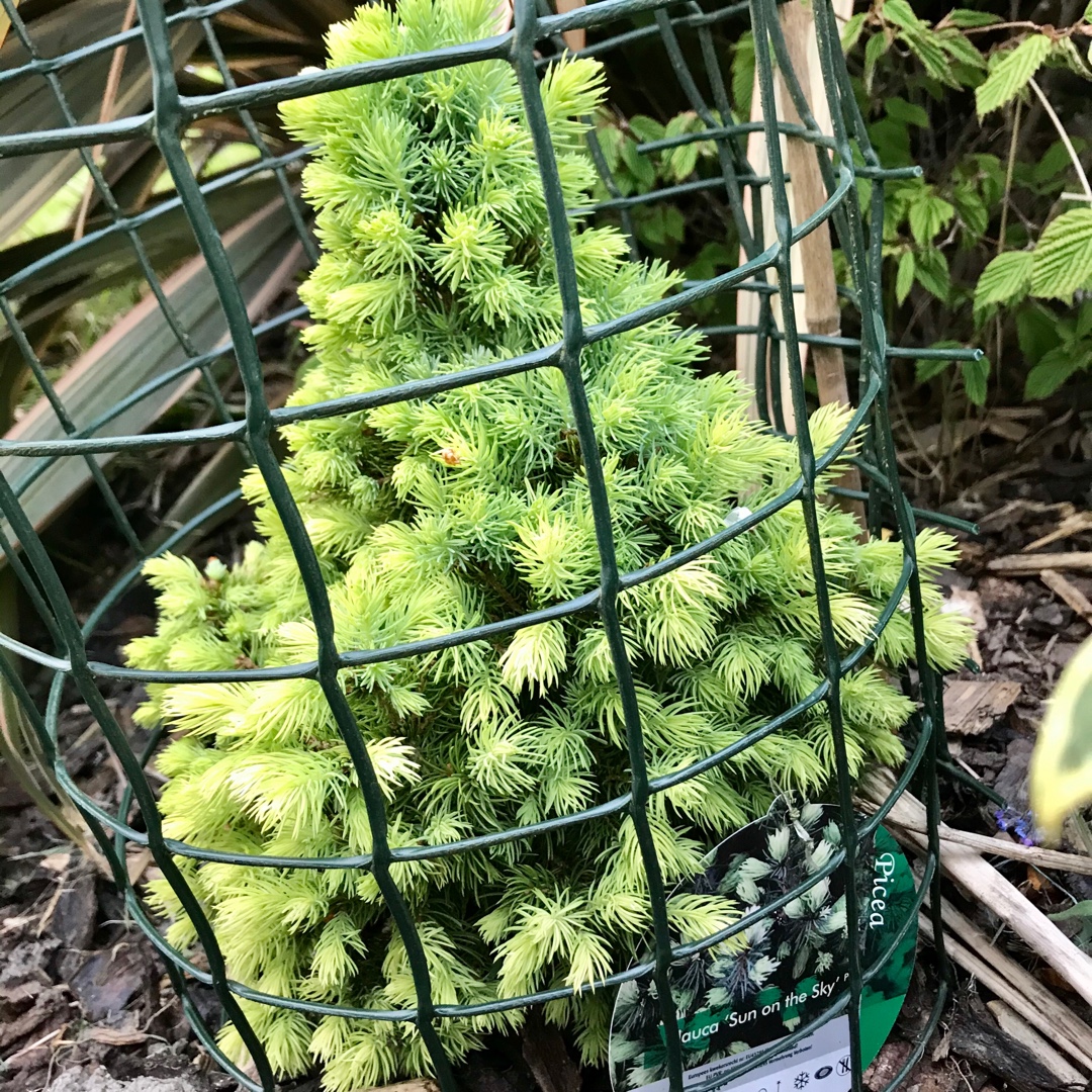 Picea glauca Sun On The Sky in the GardenTags plant encyclopedia White Spruce Sun On The Sky in the GardenTags plant encyclopedia