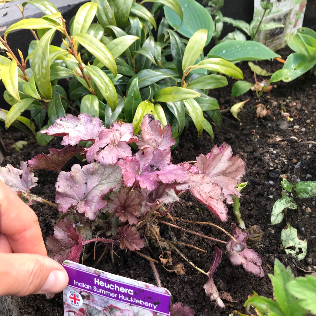 Heuchera Ifhehb (Indian Summer Series) syn. Heuchera Huckleberry in the GardenTags plant encyclopedia Alumroot Huckleberry in the GardenTags plant encyclopedia