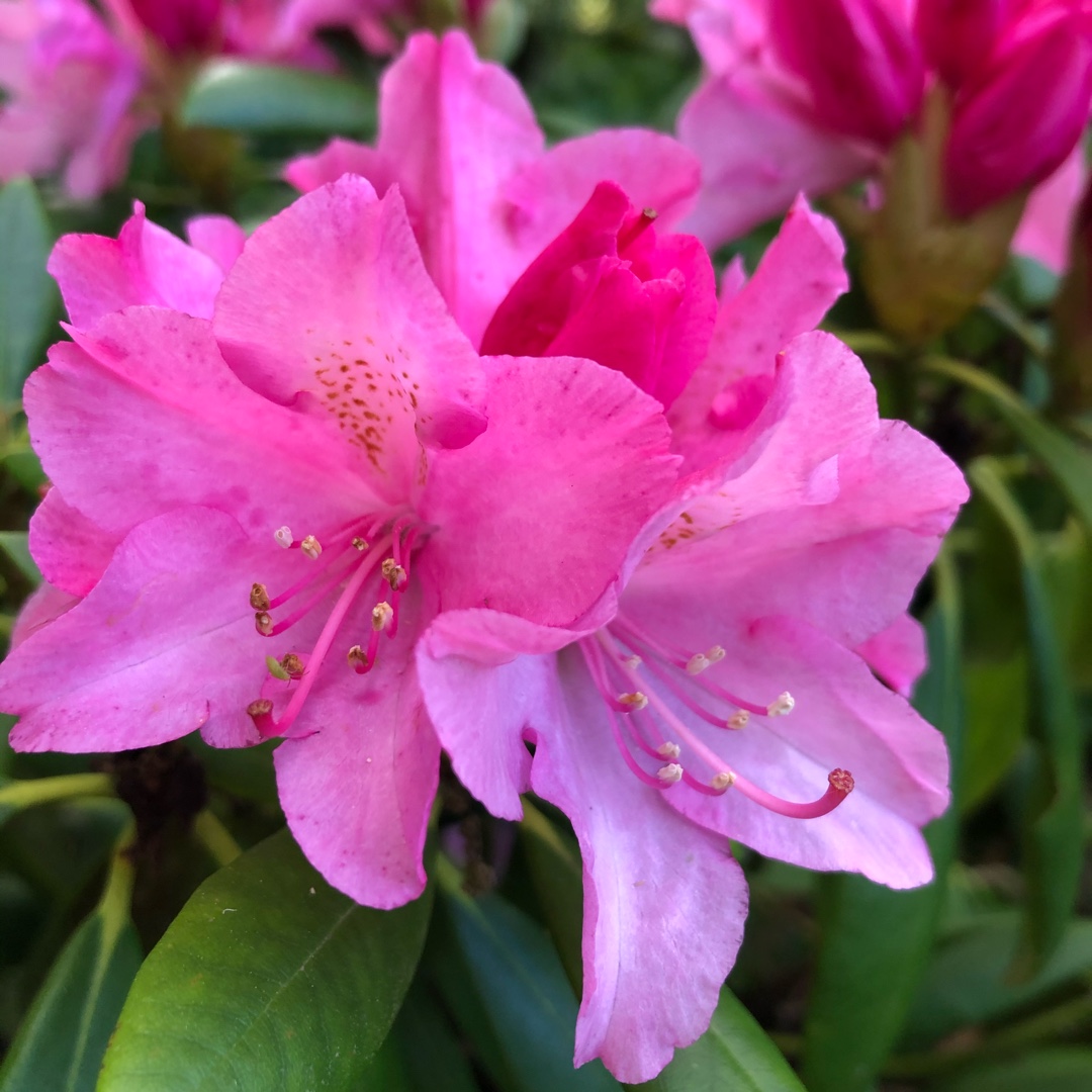 Rhododendron Kalinka in the GardenTags plant encyclopedia Rhododendron Kalinka in the GardenTags plant encyclopedia