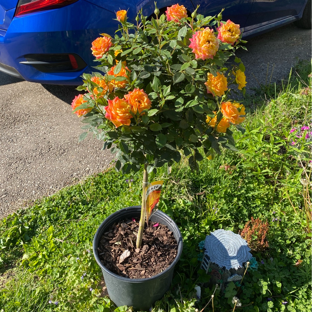 Rosa Meigenpi syn. Rosa Rainbow Sunblaze, Rosa Flame Meillandina in the GardenTags plant encyclopedia Rose Rainbow Sunblaze (Miniature) in the GardenTags plant encyclopedia