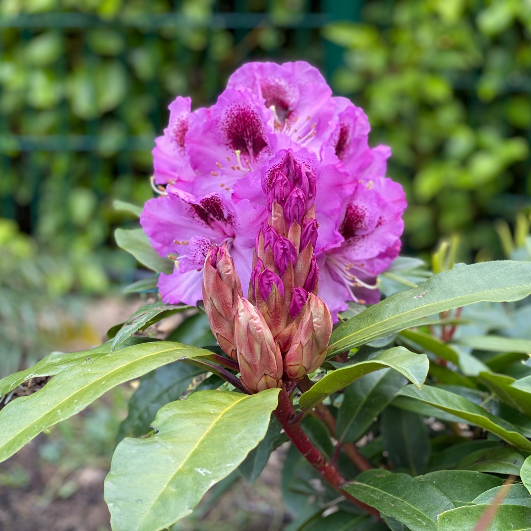 Rhododendron Pfauenauge in the GardenTags plant encyclopedia Rhododendron Pfauenauge in the GardenTags plant encyclopedia