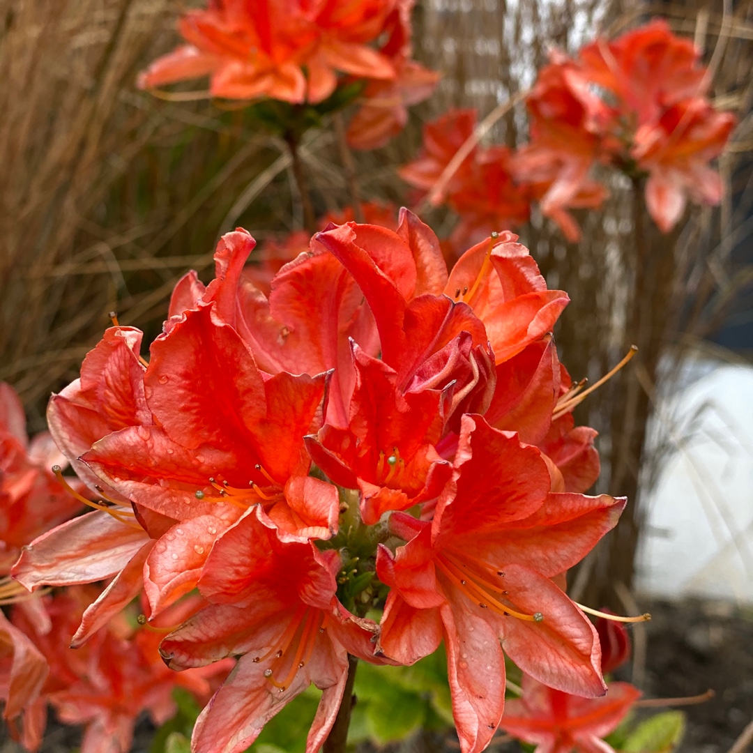 Rhododendron Kosters Brilliant Red in the GardenTags plant encyclopedia Azalea Kosters Brilliant Red in the GardenTags plant encyclopedia