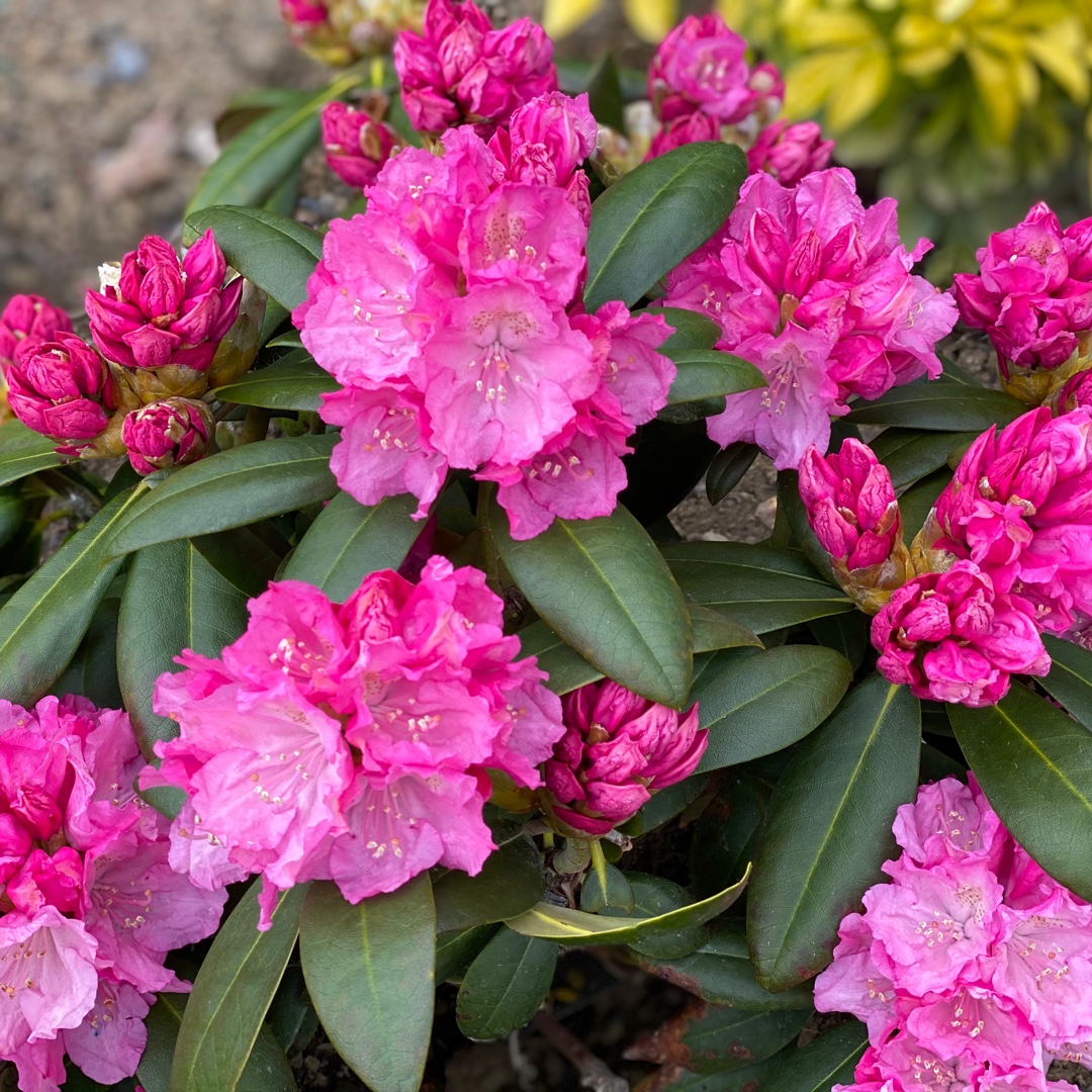 Rhododendron Anuschka in the GardenTags plant encyclopedia Rhododendron Anuschka in the GardenTags plant encyclopedia