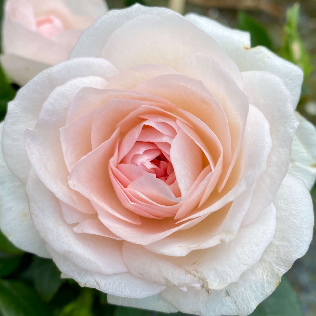 Rosa Koraroma05 syn. Rosa Light Pink RosAroma in the GardenTags plant encyclopedia Rose Light Pink RosAroma (Miniature) in the GardenTags plant encyclopedia