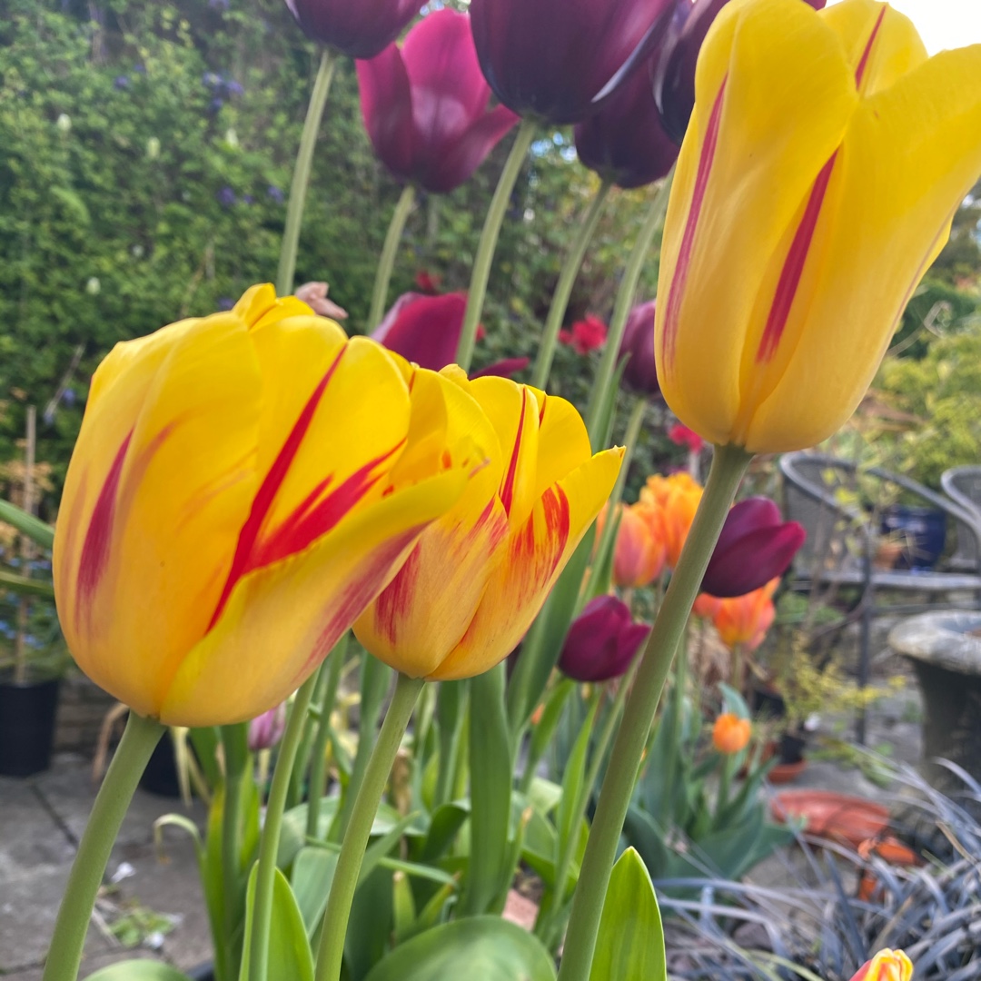 Tulipa Flaming Kiss in the GardenTags plant encyclopedia Tulip Flaming Kiss (Triumph) in the GardenTags plant encyclopedia