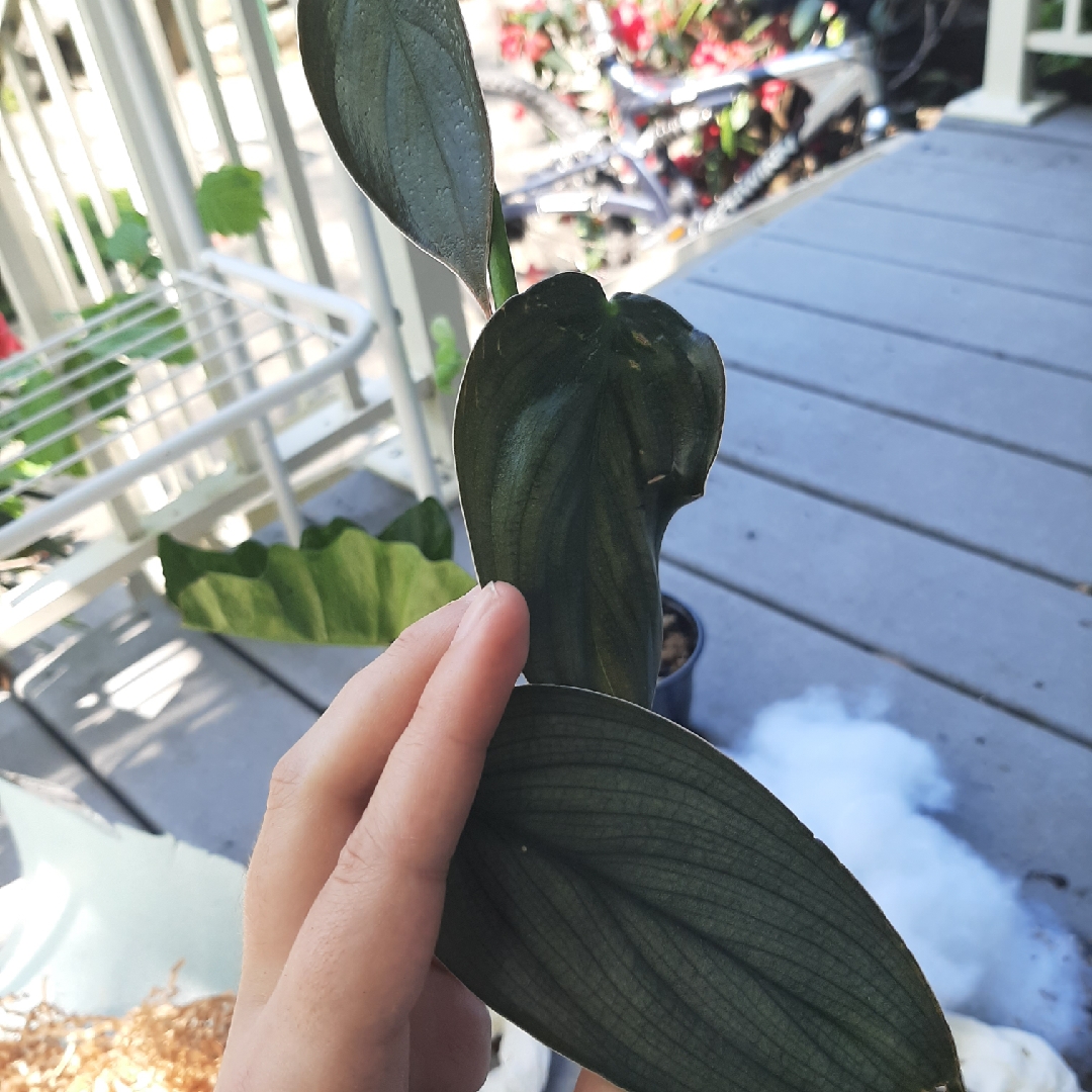 Philodendron Burle Marx Fantasy in the GardenTags plant encyclopedia Philodendron Burle Marx Fantasy in the GardenTags plant encyclopedia
