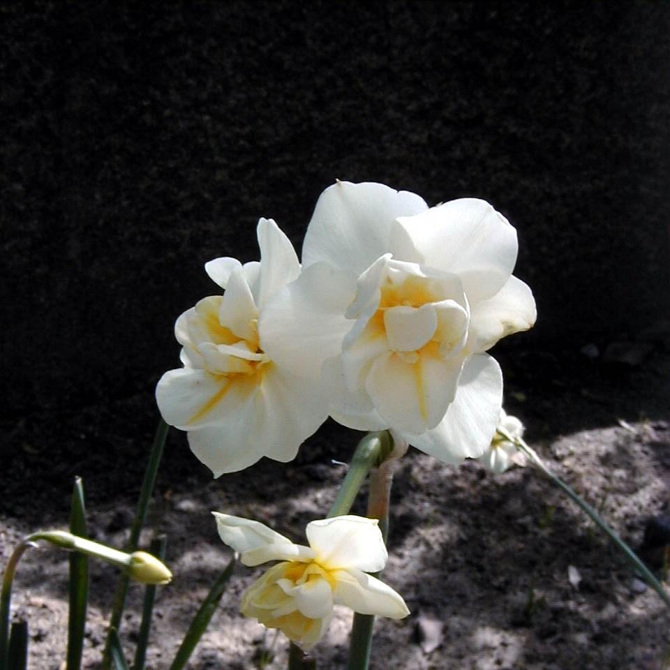 Narcissus Cheerfulness in the GardenTags plant encyclopedia Daffodil Cheerfulness (Double) in the GardenTags plant encyclopedia