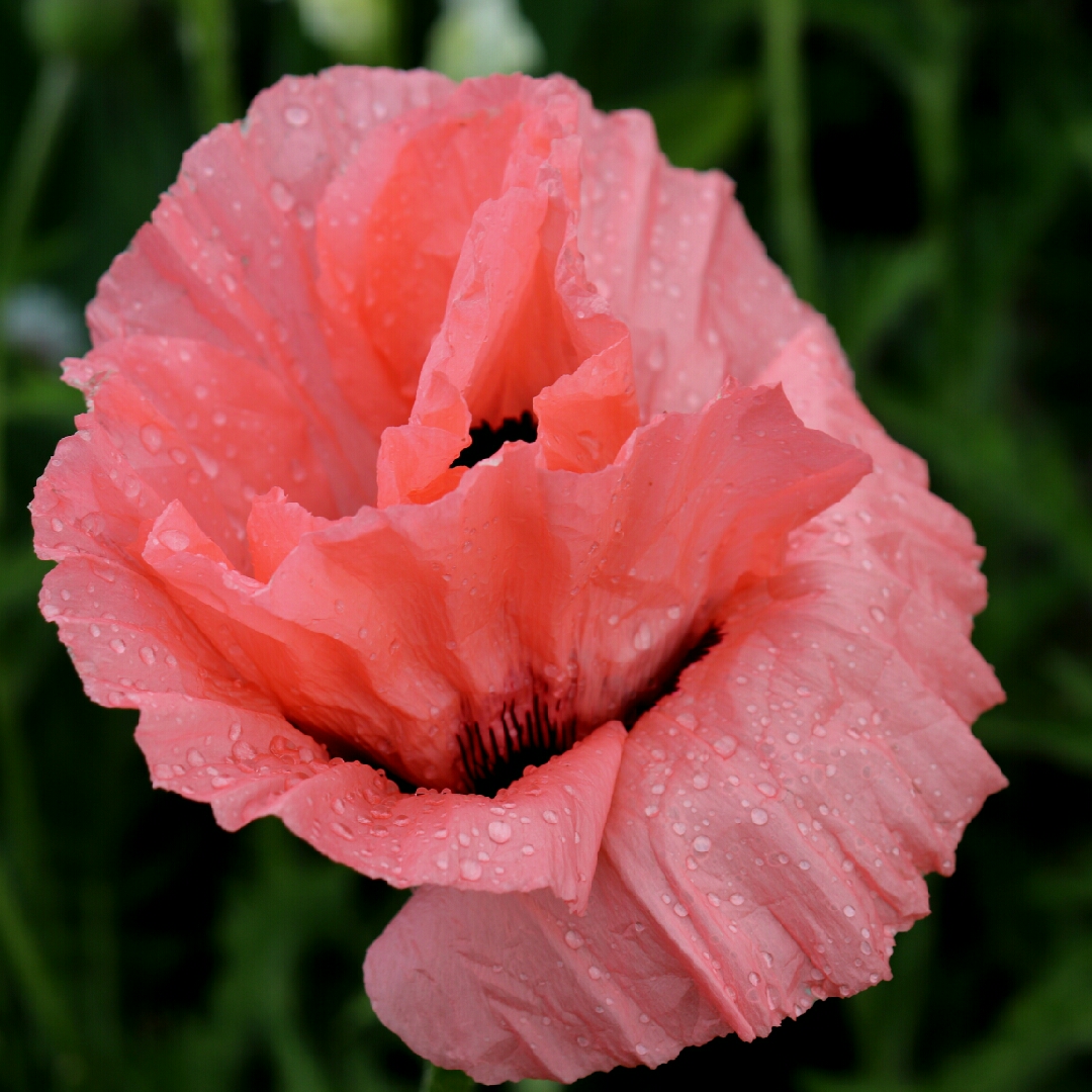 Papaver orientale Coral Reef in the GardenTags plant encyclopedia Oriental Poppy Coral Reef in the GardenTags plant encyclopedia