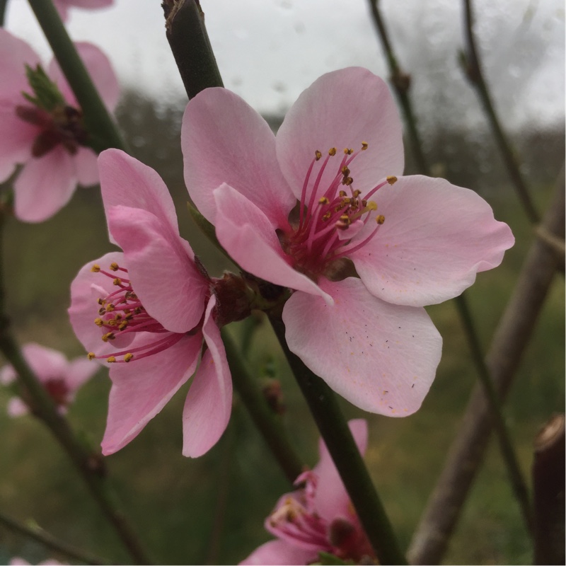 Prunus persica Peregrine in the GardenTags plant encyclopedia Peach Peregrine in the GardenTags plant encyclopedia