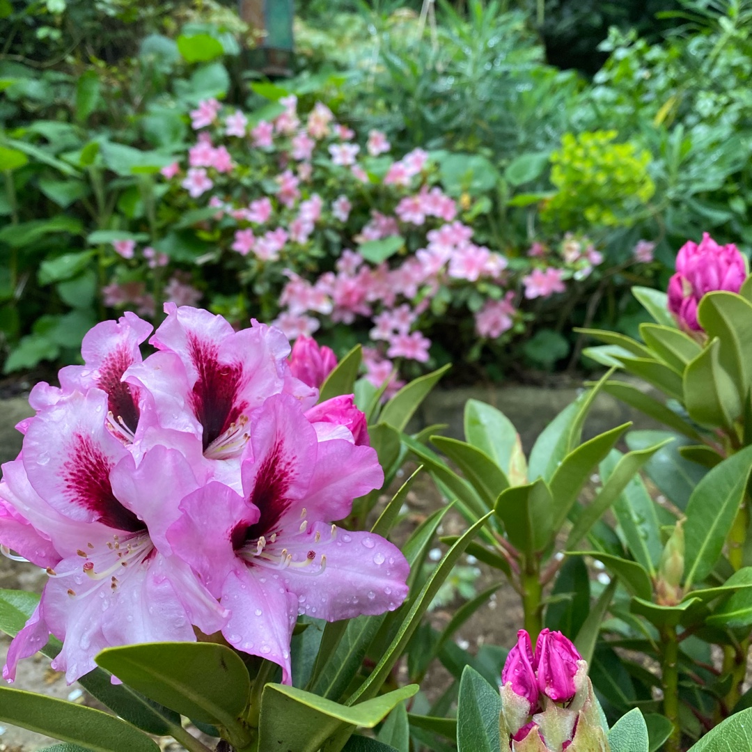 Rhododendron Kokardia in the GardenTags plant encyclopedia Rhododendron Kokardia in the GardenTags plant encyclopedia