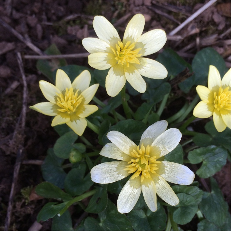 Ficaria verna Primrose in the GardenTags plant encyclopedia Lesser Celandine Primrose in the GardenTags plant encyclopedia