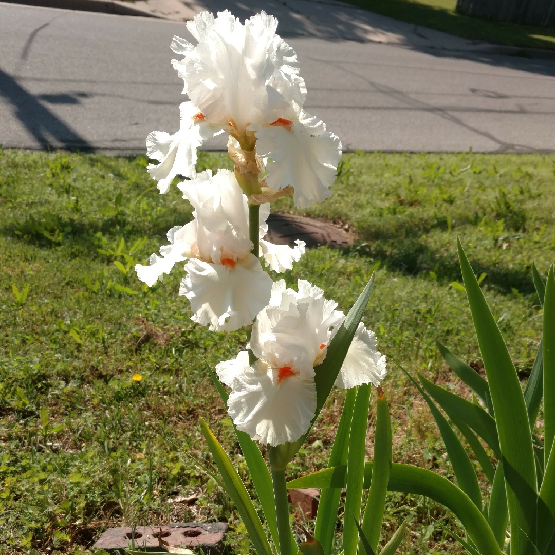 Iris x germanica Nordica in the GardenTags plant encyclopedia Bearded Iris Nordica (Tall) in the GardenTags plant encyclopedia