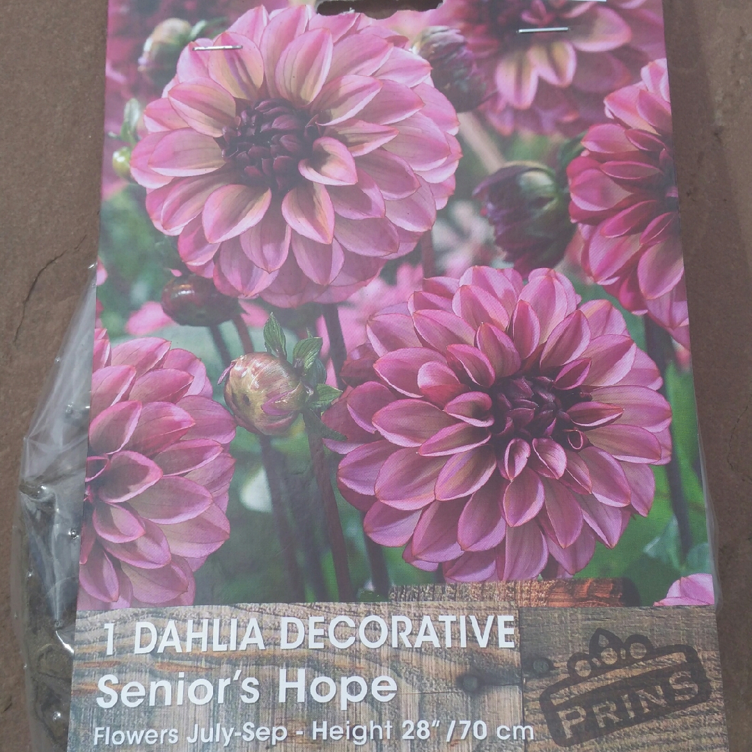 Dahlia Seniors Hope in the GardenTags plant encyclopedia Dahlia Seniors Hope (Misc) in the GardenTags plant encyclopedia