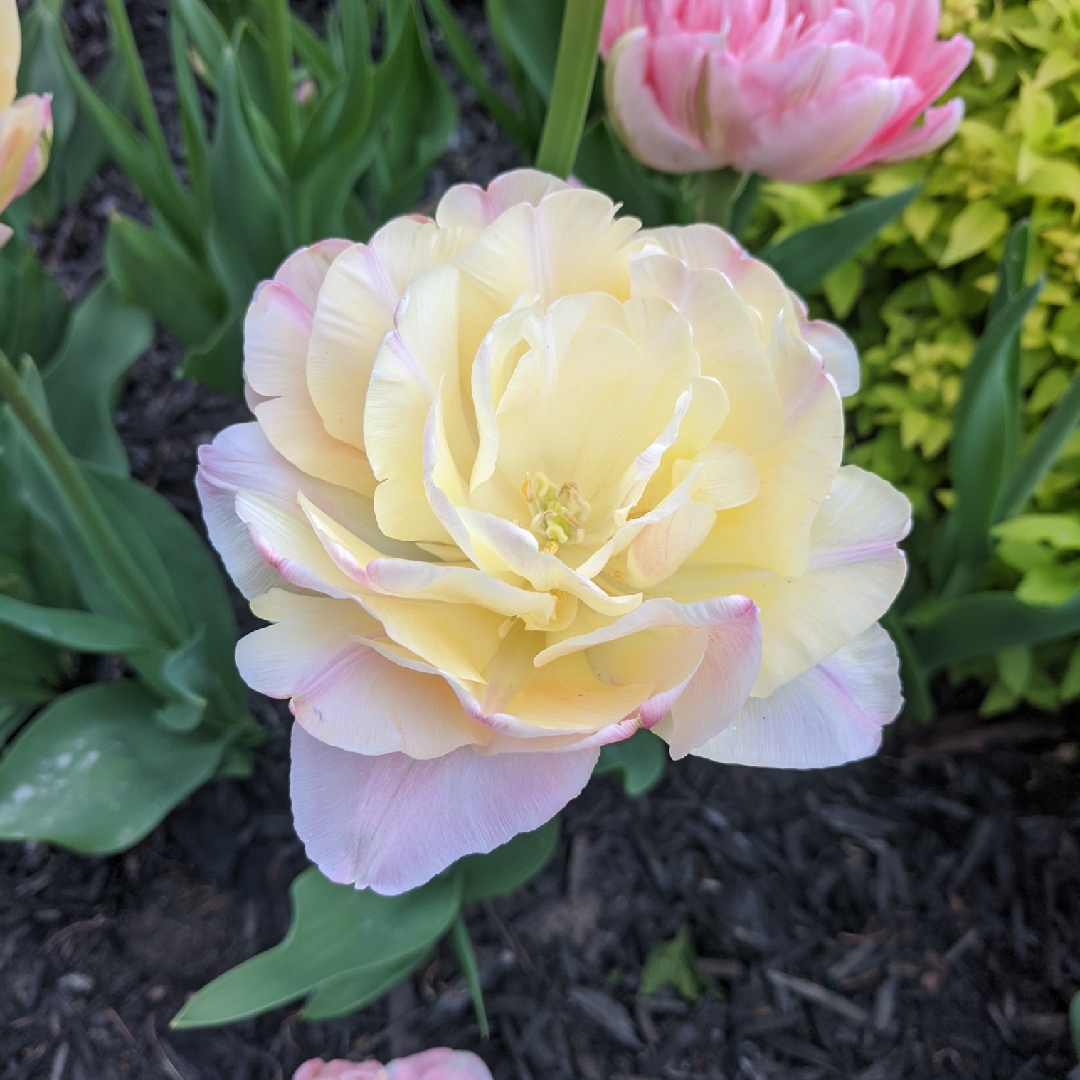 Tulipa Creme Upstar in the GardenTags plant encyclopedia Tulip Creme Upstar (Double Late) in the GardenTags plant encyclopedia