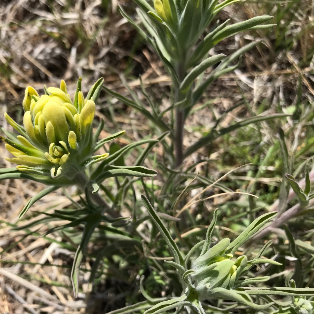 Castilleja sessiliflora in the GardenTags plant encyclopedia Downy Painted Cup in the GardenTags plant encyclopedia
