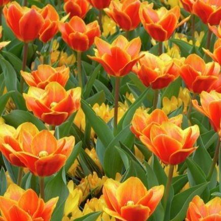 Tulip Early Harvest (Kaufmanniana) in the GardenTags plant encyclopedia