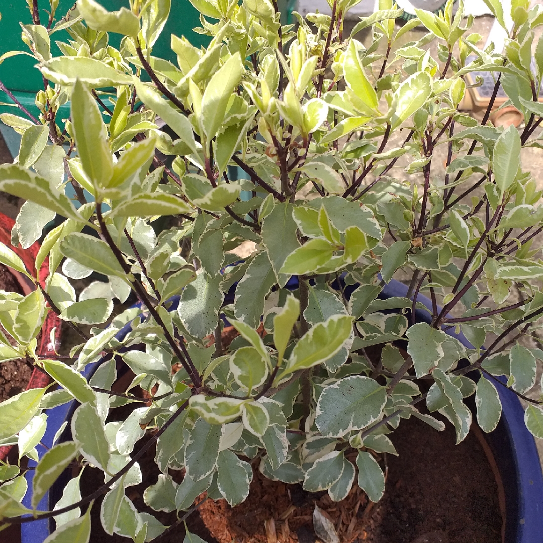 Pittosporum Collaig Silver syn. Pittosporum tenuifolium Collaig Silver in the GardenTags plant encyclopedia Pittosporum Collaig Silver in the GardenTags plant encyclopedia
