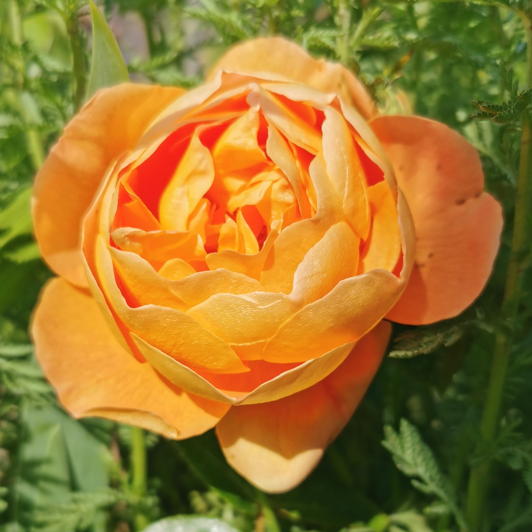 Rosa Ausmum syn. Rosa Pat Austin in the GardenTags plant encyclopedia Rose Pat Austin (Shrub) in the GardenTags plant encyclopedia