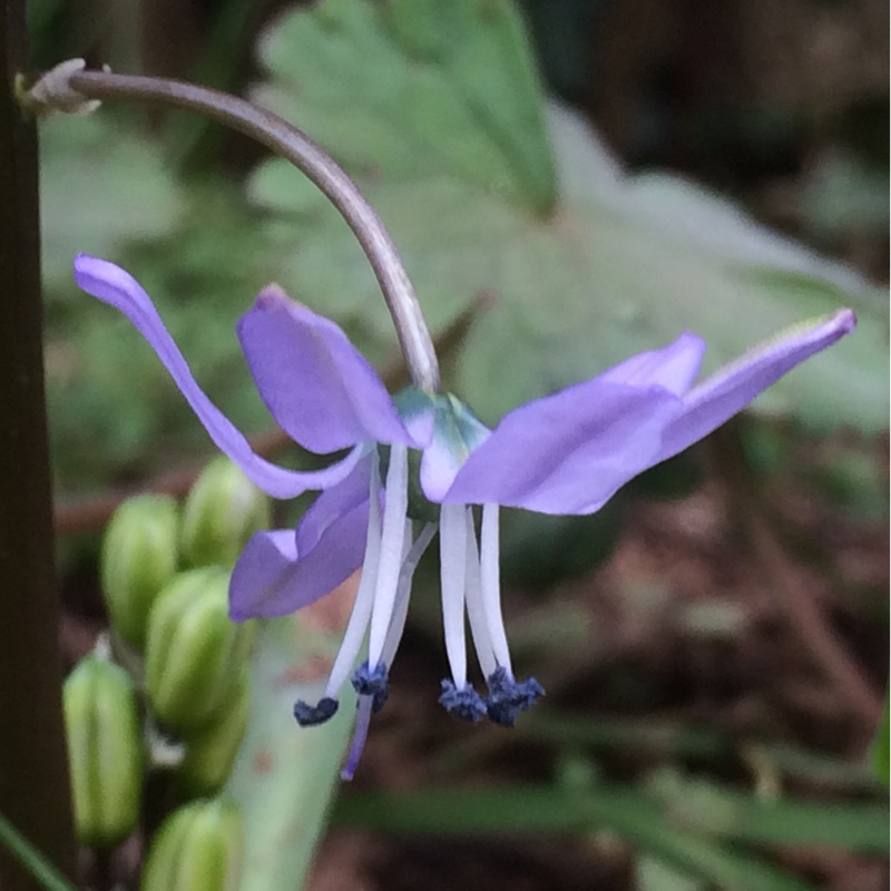 Scilla hohenackeri syn. Fessia hohenackeri in the GardenTags plant encyclopedia Caspian Bluebell in the GardenTags plant encyclopedia