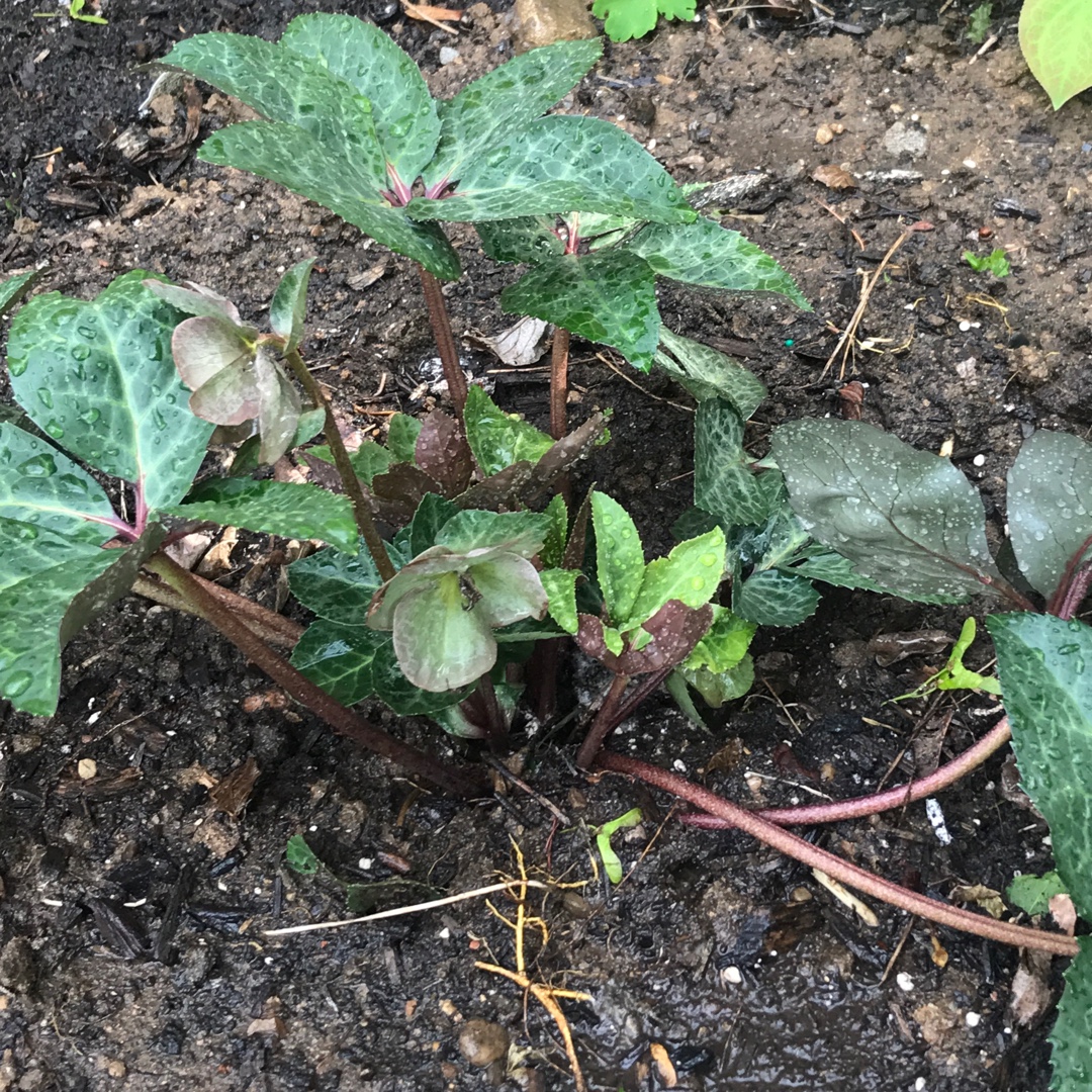 Helleborus x ballardiae Coseh 720 (HGC Series) syn. Helleborus x ballardiae HGC Spring Party in the GardenTags plant encyclopedia Hellebore HGC Spring Party in the GardenTags plant encyclopedia