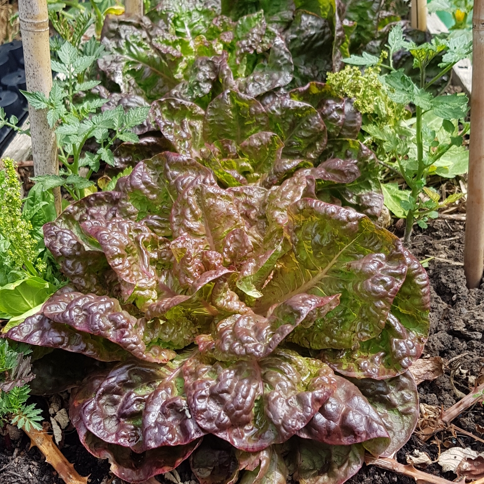 Lactuca sativa Merveille des Quatre Saisons syn. Lactuca sativa Marvel Of Four Seasons in the GardenTags plant encyclopedia Lettuce Merveille des Quatre Saisons (Butterhead/Round) in the GardenTags plant encyclopedia