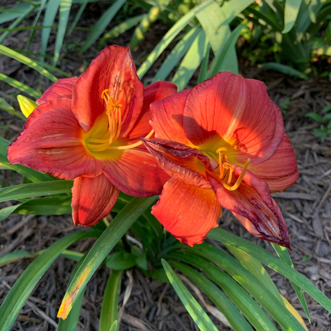 Hemerocallis Little Business in the GardenTags plant encyclopedia Daylily Little Business in the GardenTags plant encyclopedia