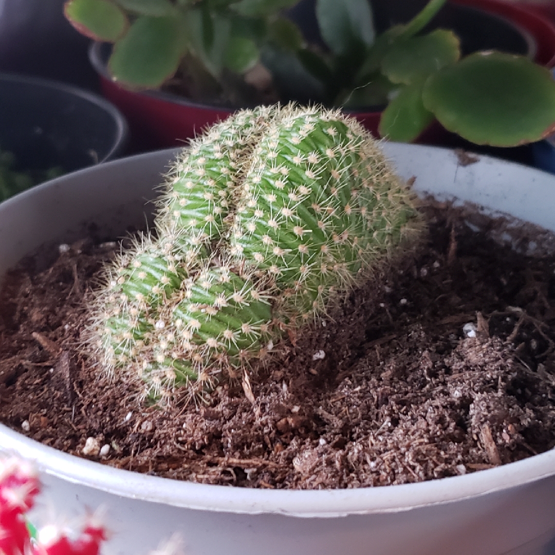 Echinopsis huascha cristata in the GardenTags plant encyclopedia Red Torch in the GardenTags plant encyclopedia