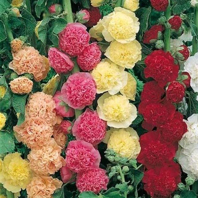 Alcea rosea Chaters Double Group syn. Alcea rosea Chaters Mix in the GardenTags plant encyclopedia Hollyhock Chaters Double Group in the GardenTags plant encyclopedia