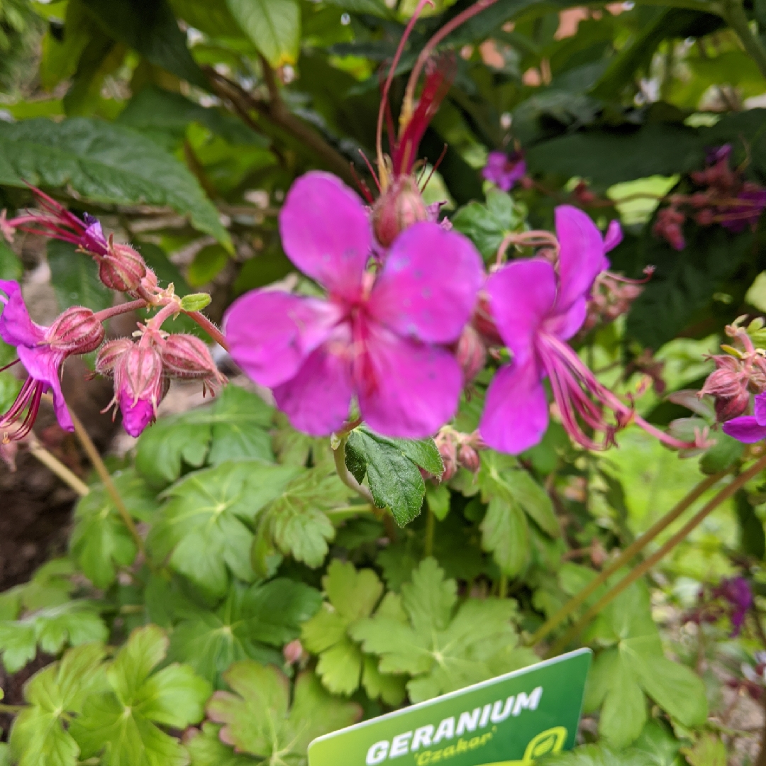 Geranium macrorrhizum Czakor in the GardenTags plant encyclopedia Bigroot Cranesbill Czakor in the GardenTags plant encyclopedia