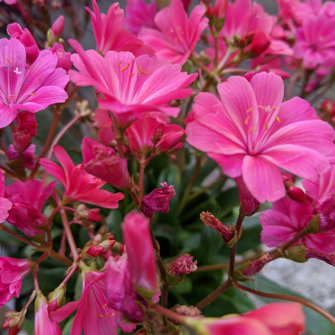 Lewisia cotyledon Safira Coral (Safira Series) in the GardenTags plant encyclopedia Siskiyou Lewisia Safira Coral in the GardenTags plant encyclopedia