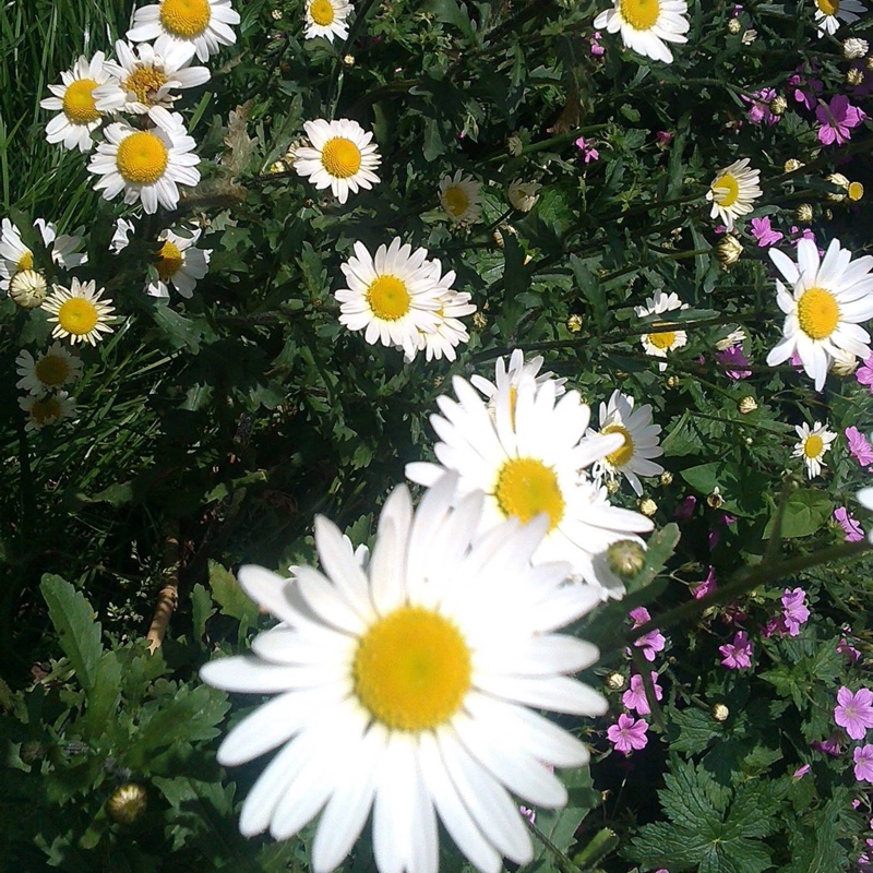 Leucanthemum x superbum Silver Princess in the GardenTags plant encyclopedia Shasta Daisy Silver Princess in the GardenTags plant encyclopedia