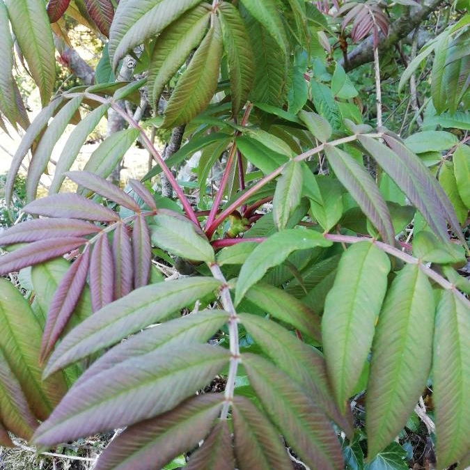 Sorbus sargentiana in the GardenTags plant encyclopedia Sargents Rowan in the GardenTags plant encyclopedia