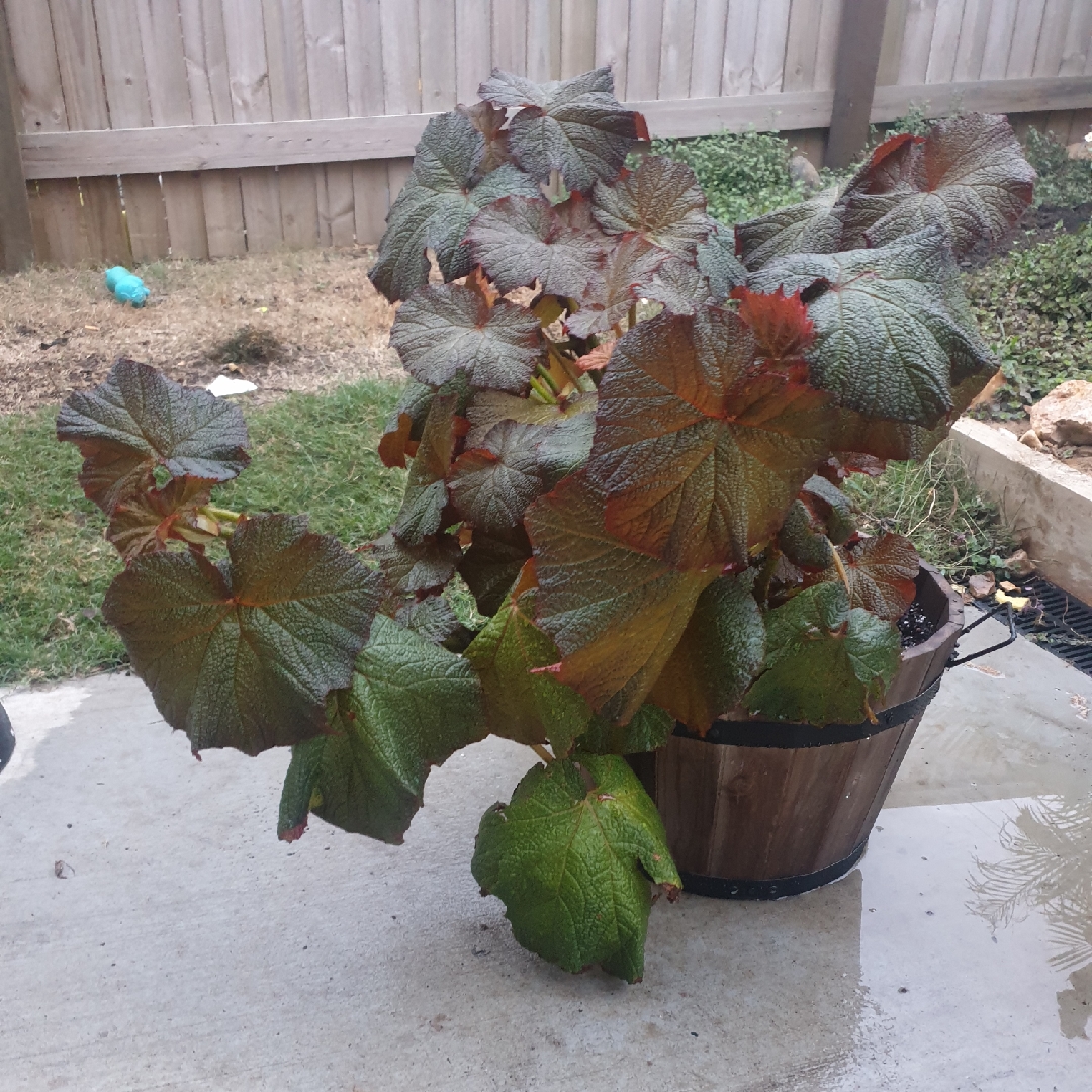 Begonia Art Hodes in the GardenTags plant encyclopedia Rhizomatous Begonia Art Hodes in the GardenTags plant encyclopedia