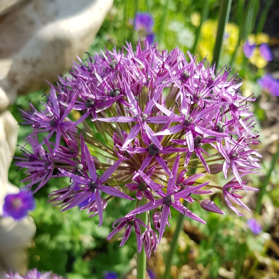 Allium aflatunense in the GardenTags plant encyclopedia Allium (Species) Ornamental Onion in the GardenTags plant encyclopedia