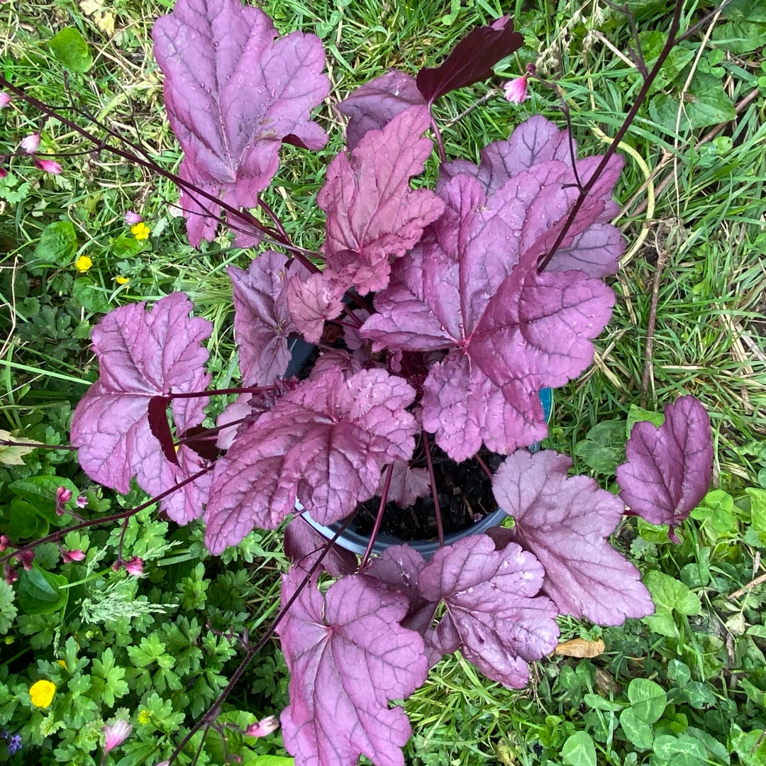 Heuchera Pink Panther (Heucheraholics Series) in the GardenTags plant encyclopedia Alumroot Pink Panther in the GardenTags plant encyclopedia