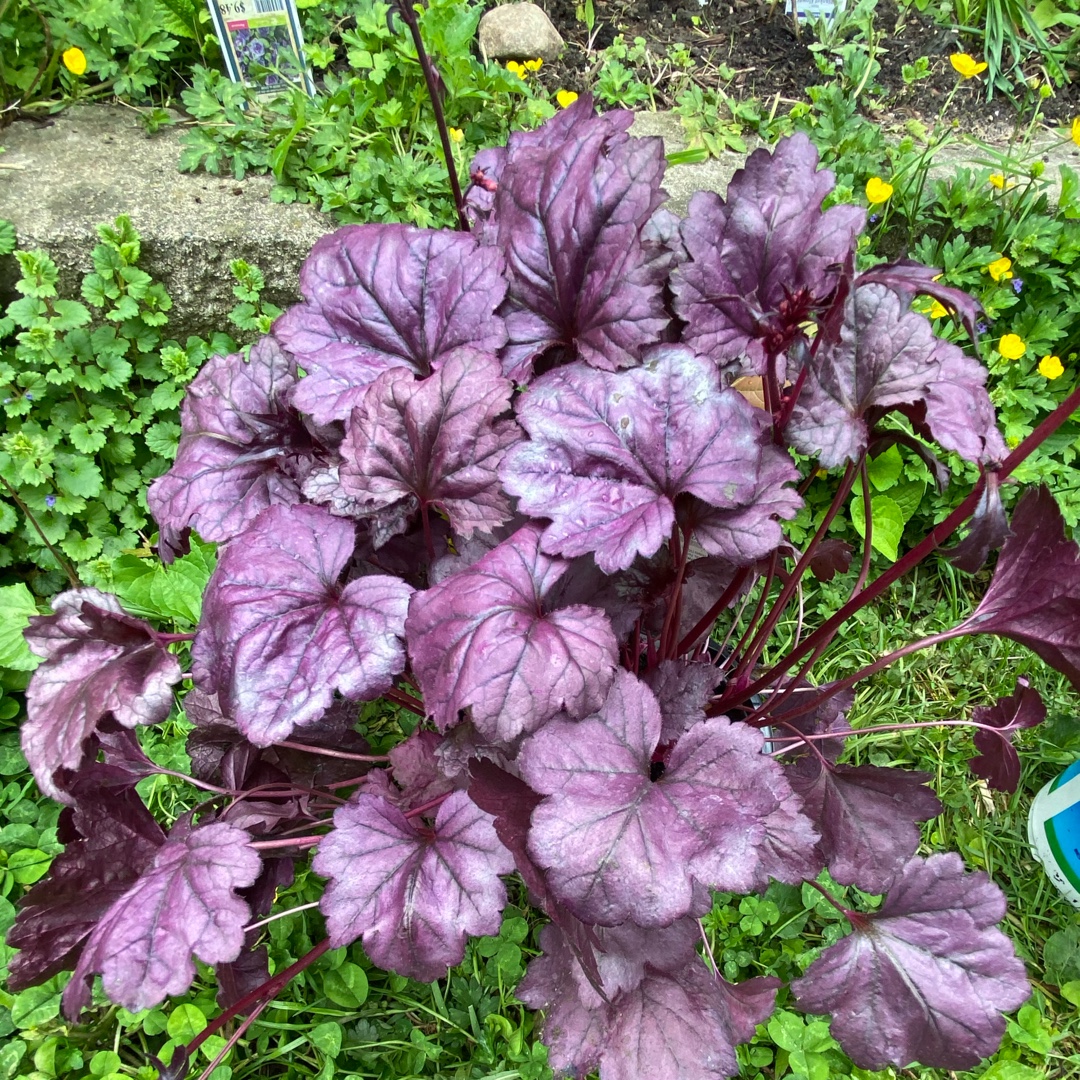 Heuchera Wildberry (Dolce Series) in the GardenTags plant encyclopedia Alumroot Wildberry in the GardenTags plant encyclopedia