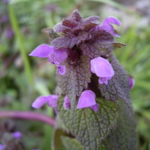 Lamium purpureum in the GardenTags plant encyclopedia Red Deadnettle in the GardenTags plant encyclopedia
