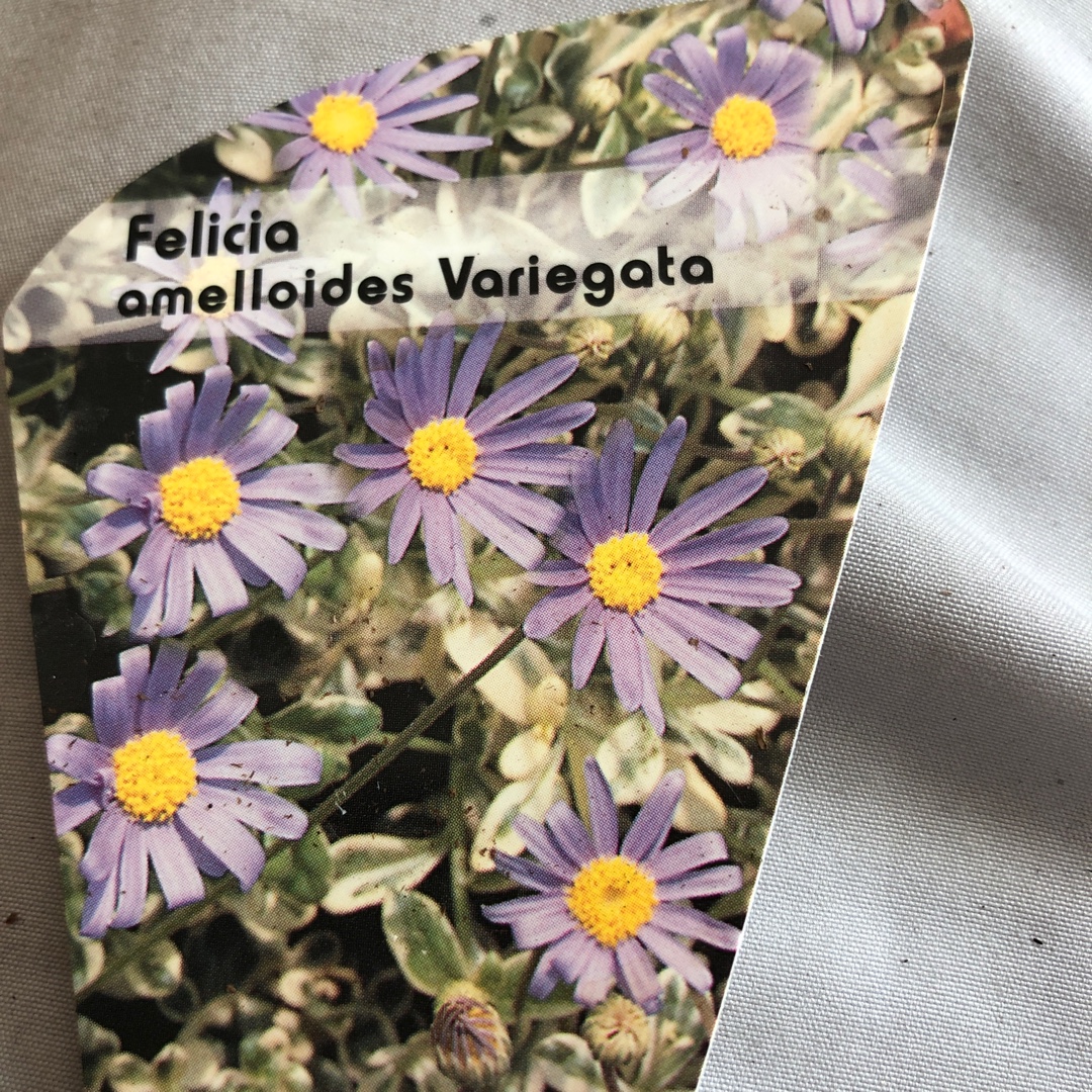 Felicia amelloides Variegata in the GardenTags plant encyclopedia Blue Marguerite Variegata in the GardenTags plant encyclopedia