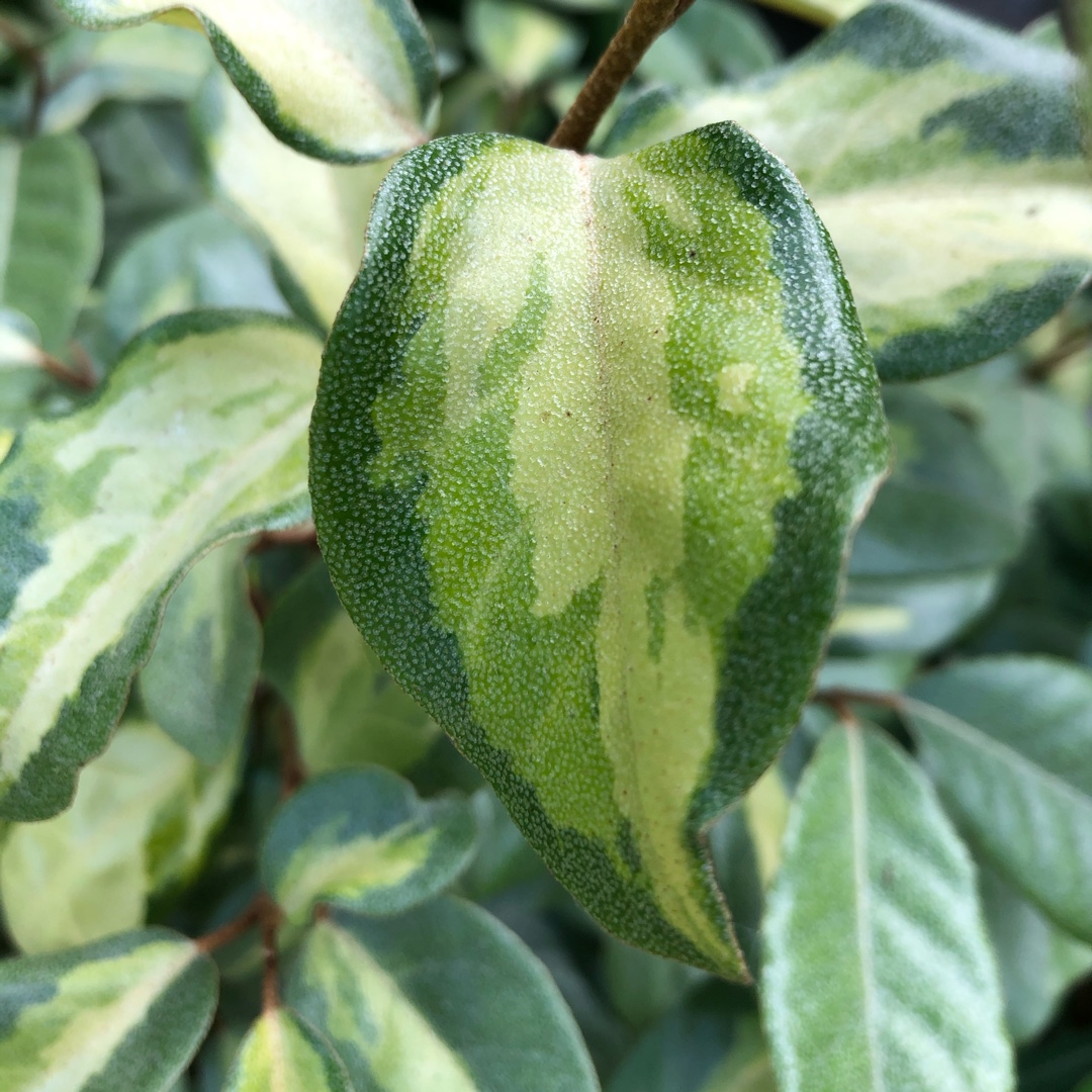 Elaeagnus x submacrophylla Moonlight syn. Elaeagnus x ebbingei Moonlight in the GardenTags plant encyclopedia Ebbinges Silverberry Moonlight in the GardenTags plant encyclopedia