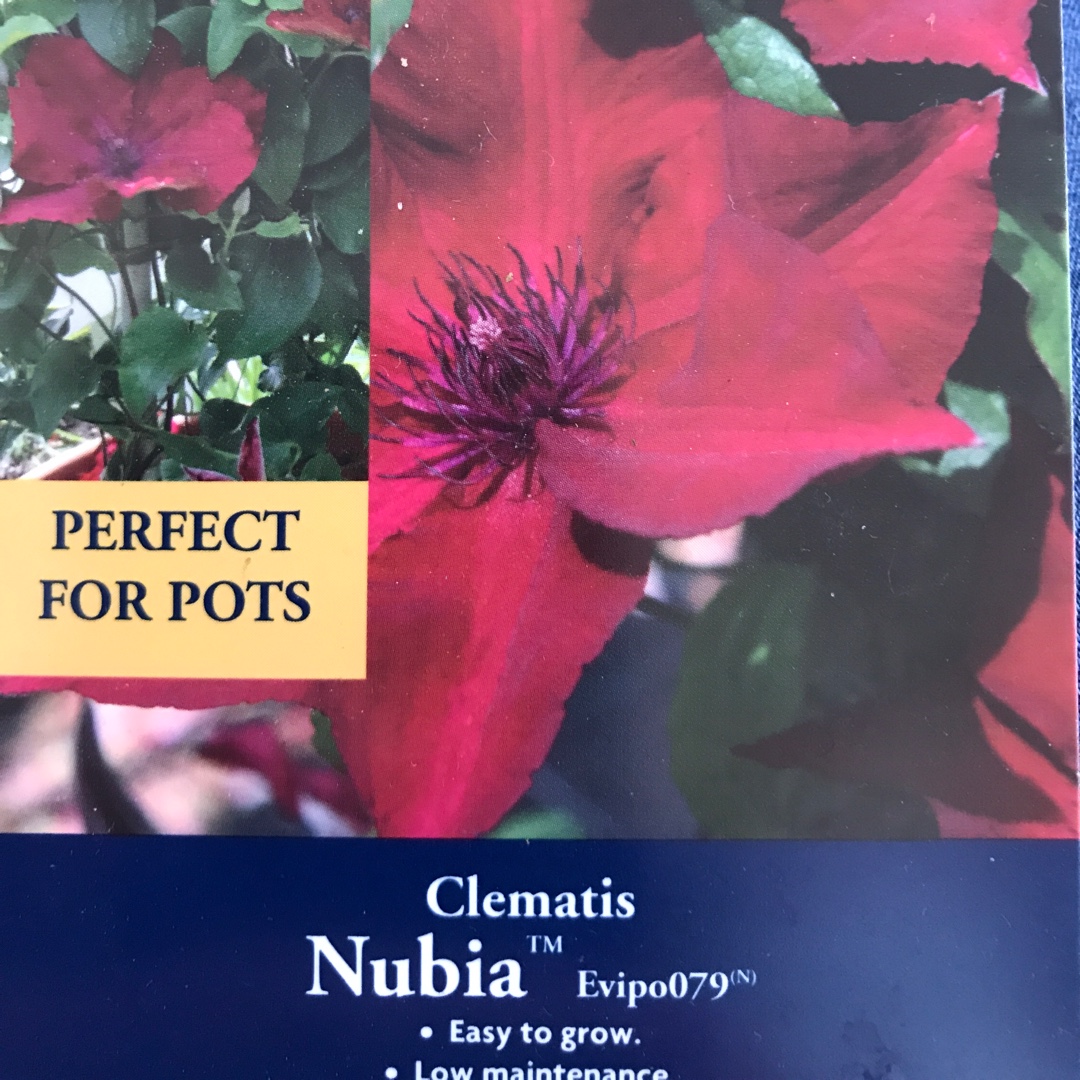 Clematis Evipo079 (Boulevard Series) syn. Clematis Nubia in the GardenTags plant encyclopedia Clematis Nubia in the GardenTags plant encyclopedia