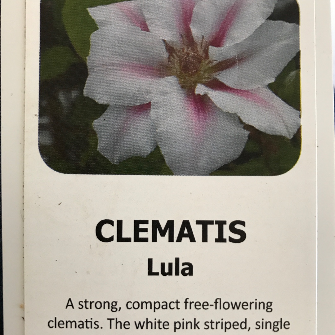 Clematis Evipo057 (Boulevard Series) syn. Clematis Lula in the GardenTags plant encyclopedia Clematis Lula in the GardenTags plant encyclopedia