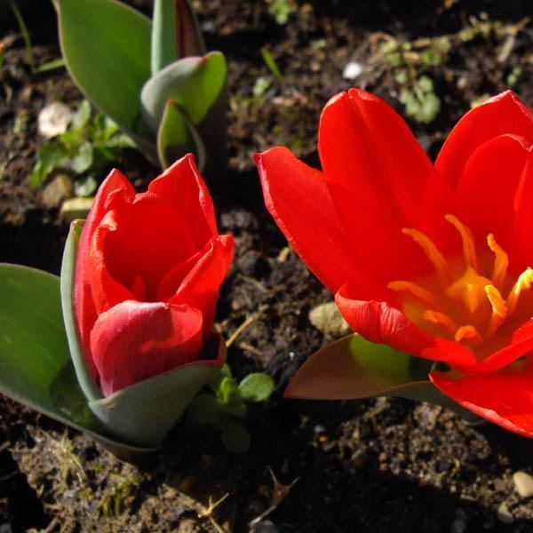 Tulipa Scarlet Baby in the GardenTags plant encyclopedia Tulip Scarlet Baby (Kaufmanniana) in the GardenTags plant encyclopedia