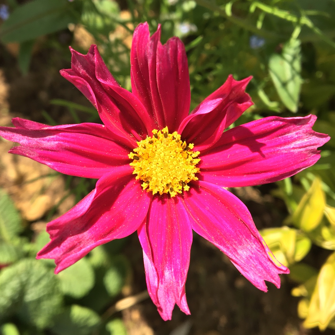 Cosmos bipinnatus All Sorts Mix in the GardenTags plant encyclopedia Cosmea All Sorts Mix in the GardenTags plant encyclopedia