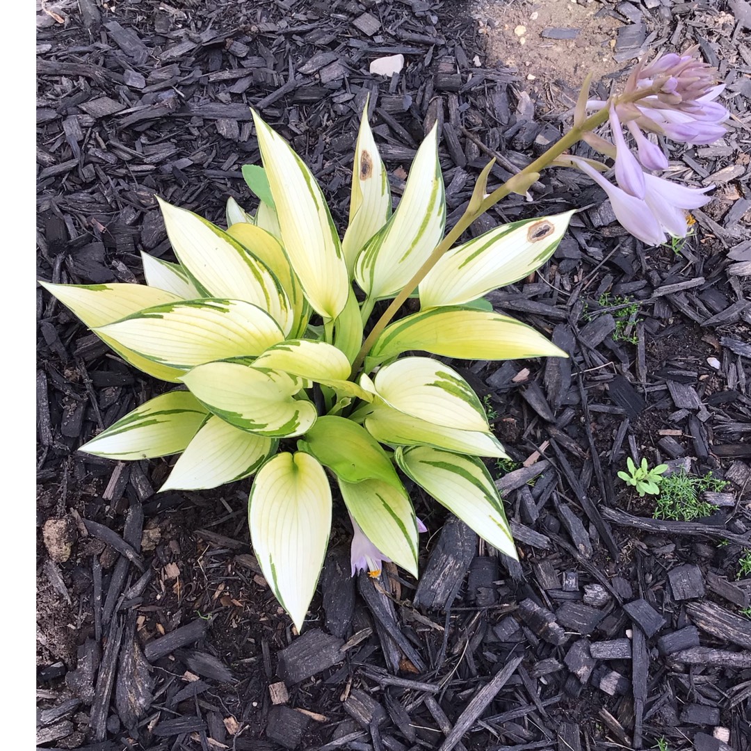 Hosta (Tardiana Group) June Fever in the GardenTags plant encyclopedia Plantain Lily June Fever in the GardenTags plant encyclopedia