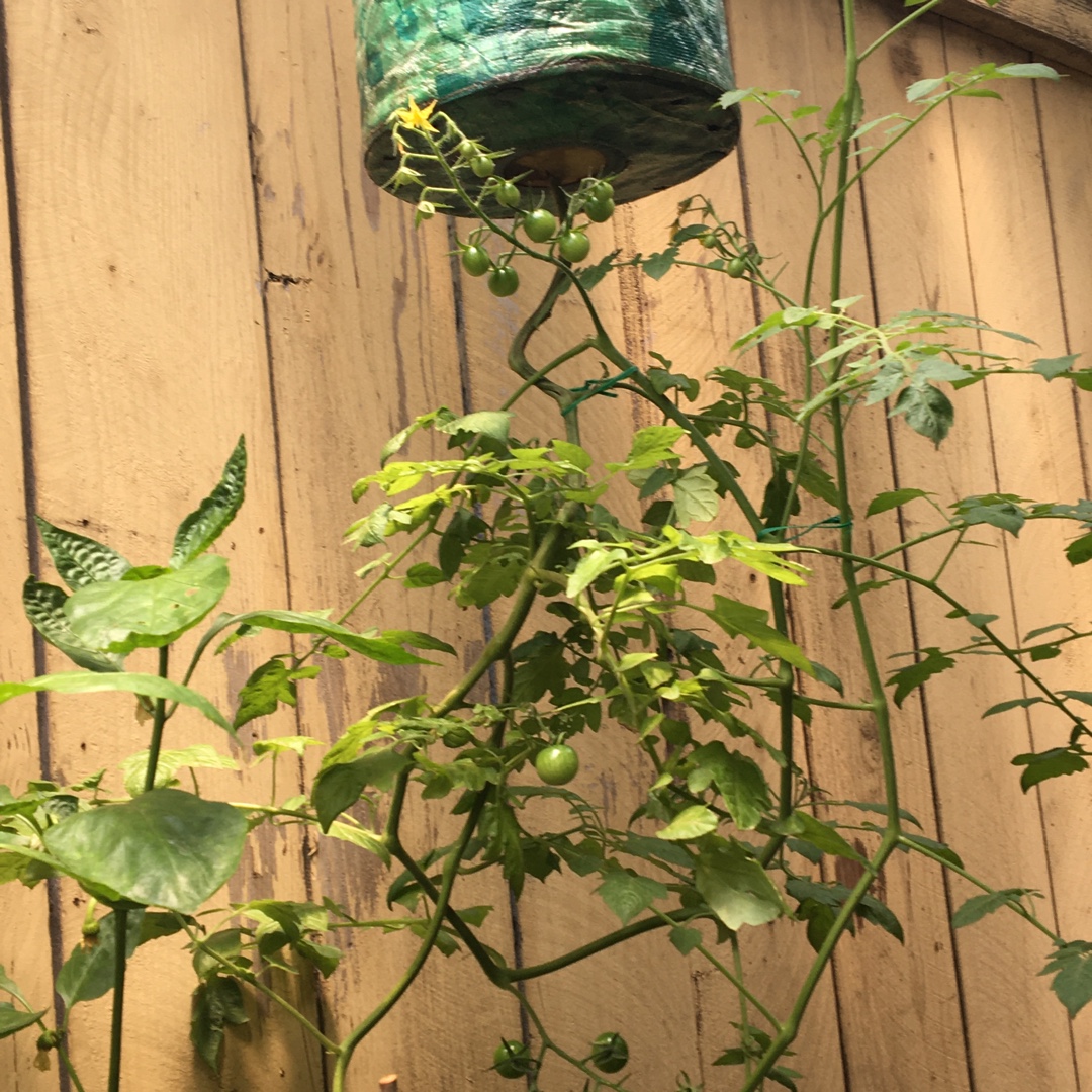 Solanum lycopersicum Celebrity in the GardenTags plant encyclopedia Tomato Celebrity in the GardenTags plant encyclopedia