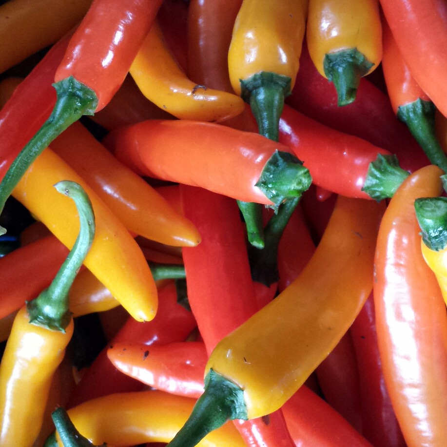Chilli Pepper Joes Long in the GardenTags plant encyclopedia
